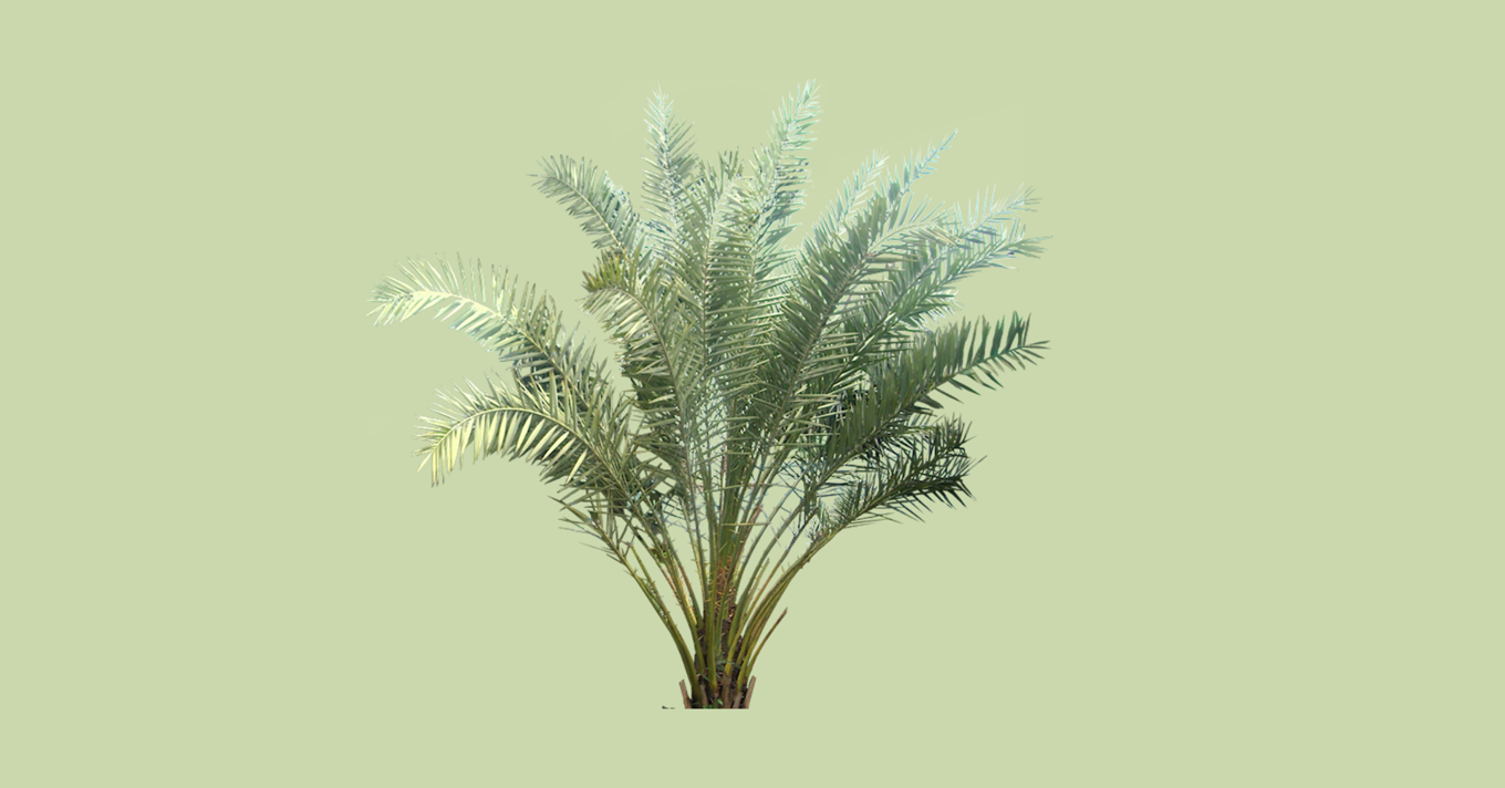 Takapuna Library Hosts Phoenix Palm Problem Talk For Auckland Gardeners